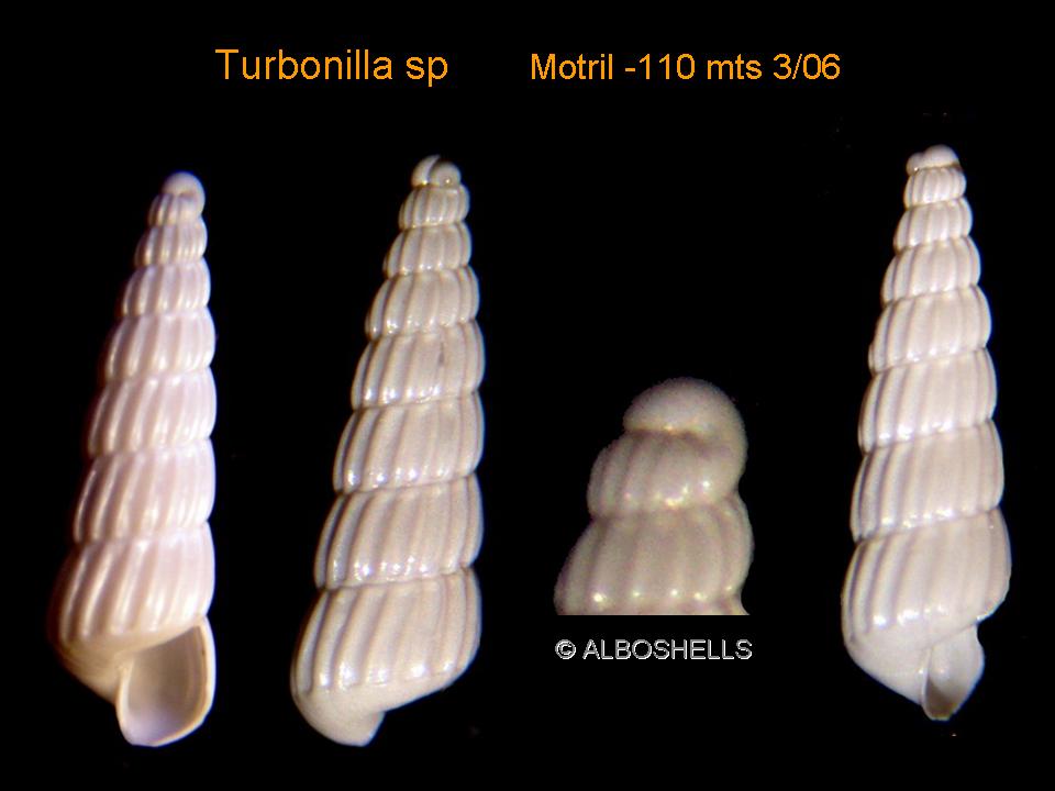 Turbonilla postacuticostata Sacco, 1892